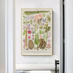 affiche algue vintage