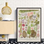 affiche algue vintage