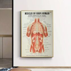 affiche anatomie ancienne vintage muscles