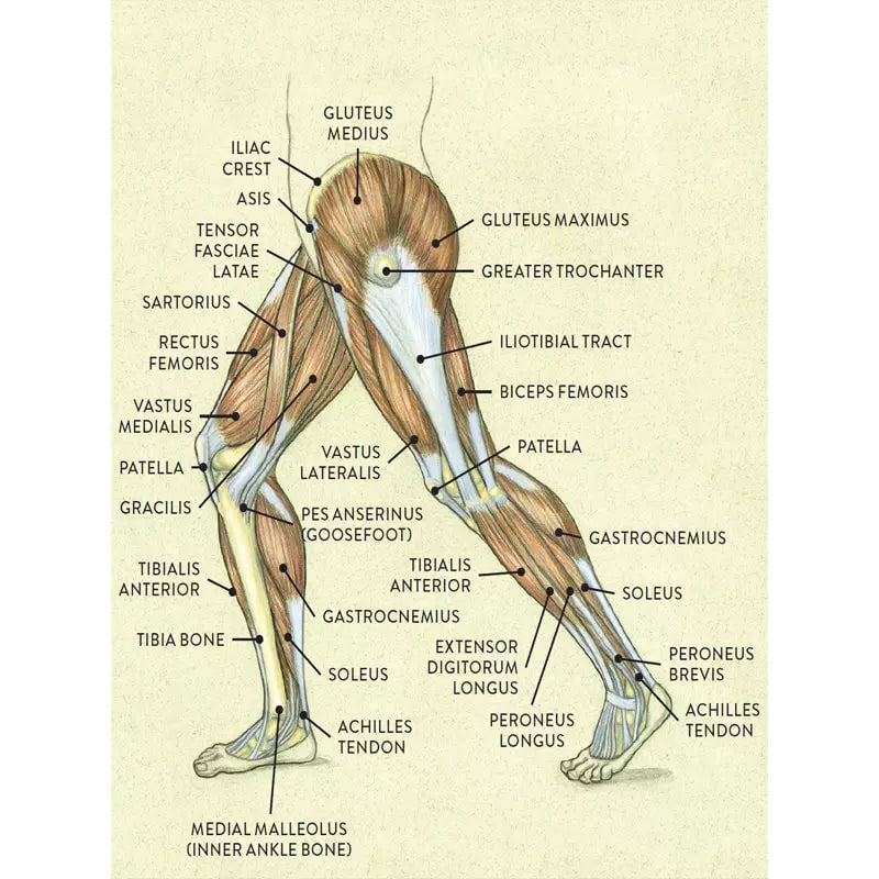 affiche-anatomie-jambe-vintage_1 affiche anatomie jambe vintage