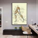 affiche anatomie jambe vintage