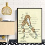 affiche anatomie jambe vintage