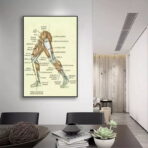 affiche anatomie jambe vintage
