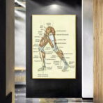 affiche anatomie jambe vintage
