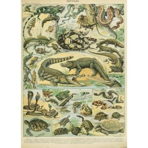 cartel viejo de reptiles
