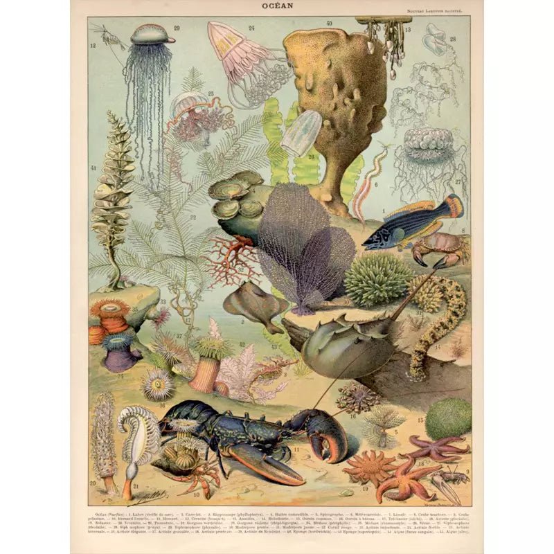 affiche-animaux-marins-ocean-vintage_1 affiche animaux marins ocean vintage