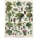 affiche arbre vintage