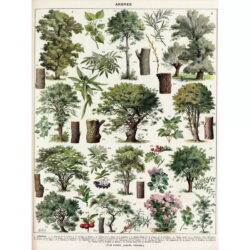 affiche arbre vintage