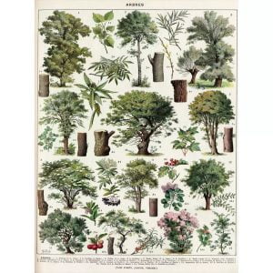 affiche arbre vintage