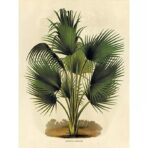affiche botanique vintage palmier