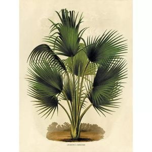 affiche botanique vintage palmier
