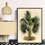 affiche botanique vintage palmier