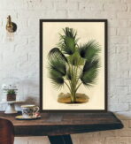 affiche botanique vintage palmier