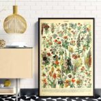 affiche botanique vintage