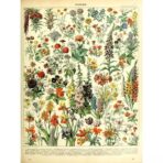 affiche botanique vintage