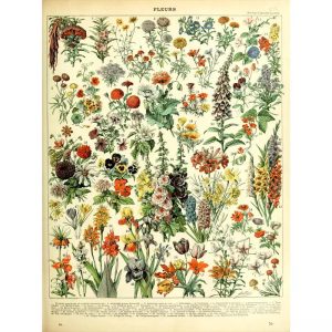 affiche botanique vintage