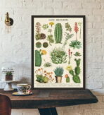 affiche cactus vintage
