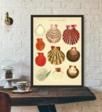 cartel de concha vintage