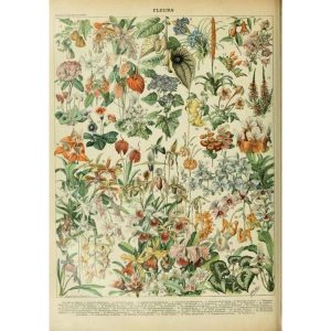 cartel de flores silvestres