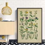 cartel de herbario vintage