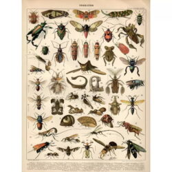cartel de insectos vintage 1