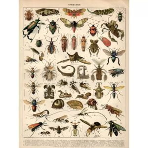 cartel de insectos vintage 1