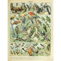 cartel de pajaros vintage