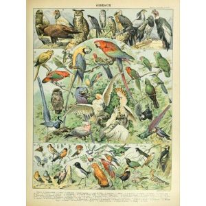 cartel de pajaros vintage