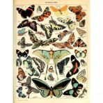 cartel vintage mariposa
