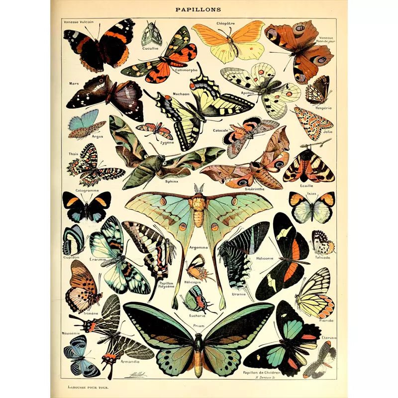 cartel vintage mariposa cartel vintage mariposa