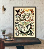 cartel vintage mariposa