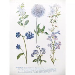 cartel de planta vintage 1