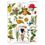 cartel de planta vintage