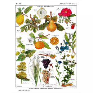 cartel de planta vintage