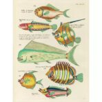 cartel pez vintage 1