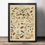 cartel insecto