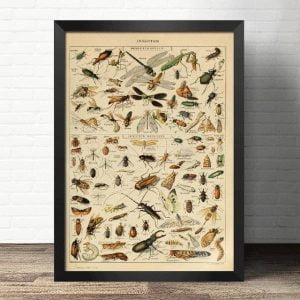 cartel insecto