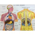 cartel vintage cuerpo humano