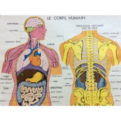 cartel vintage cuerpo humano