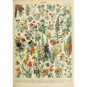 cartel de flores vintage 1