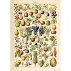 cartel de frutas vintage