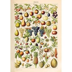 cartel de frutas vintage