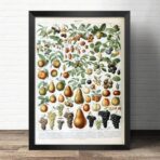 cartel fruta