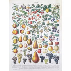 cartel de frutas vintage 1