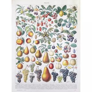 cartel de frutas vintage 1