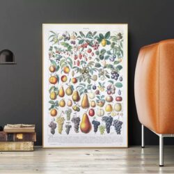 cartel de frutas vintage 1
