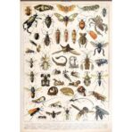 cartel de insectos vintage