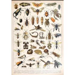 cartel de insectos vintage