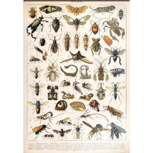 cartel de insectos vintage