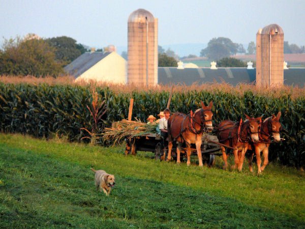 qui sont les amish amish agriculture